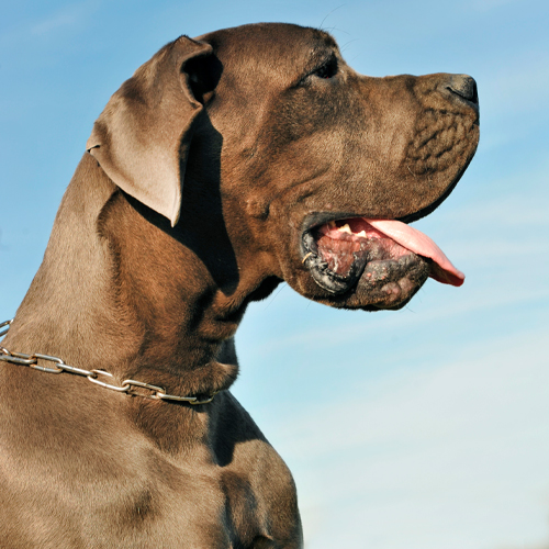 Raças de cachorro: Dogue Alemão  Dogue alemão, Raça de cachorro, Material  do cão