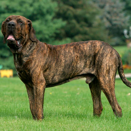 Ithaca woestenij Verfijning Fila Brasileiro: Saiba Tudo Sobre esse Cão de Guarda | Royal Pets