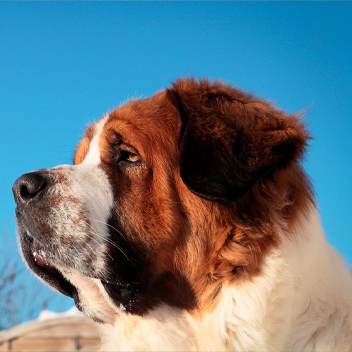 7 filmes de cachorro que você precisa assistir - Blog VETEX