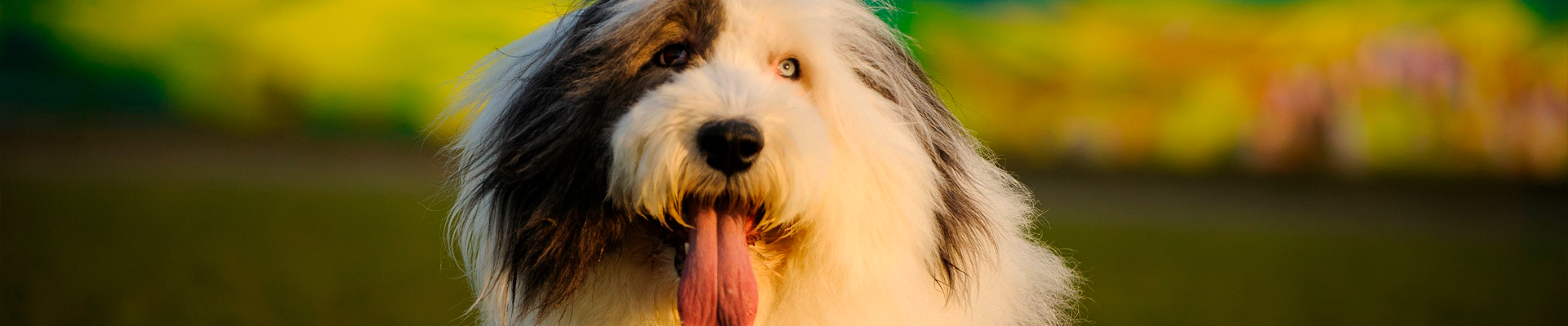 Cachorro Bobtail: características e fotos