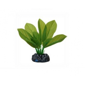 Planta-Eva-Soma-Anubia-Cordifolia