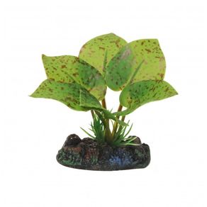 Planta-Eva-Soma-Echinodorus-Ozelot-4cm