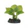 Planta-Eva-Soma-Echinodorus-Ozelot-4cm