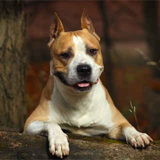 American Staffordshire Terrier Nao E Um Pit Bull American Staffordshire Terrier Nao E Um Pit Bull